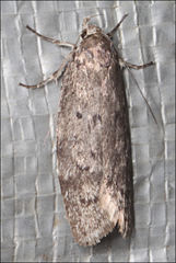 Ericrypsina chorodoxa