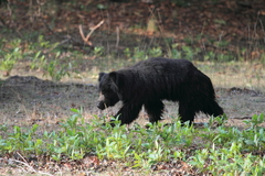 Melursus ursinus ursinus