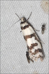 Philobota impletella