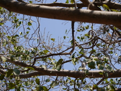 Pueraria tuberosa