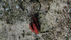 Dictyoptera