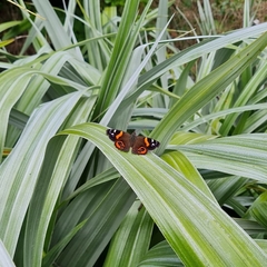 Vanessa gonerilla ida