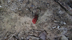 Dictyoptera