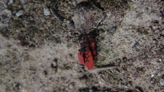 Dictyoptera