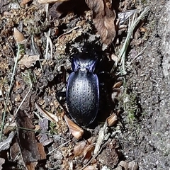 Carabus amplipennis
