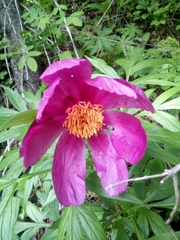Paeonia anomala