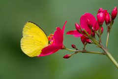 Eurema hecabe oeta