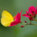 Eurema hecabe oeta - Photo (c) Kristof Zyskowski, some rights reserved (CC BY), uploaded by Kristof Zyskowski