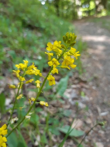 barborka obyčajná (Barbarea vulgaris)