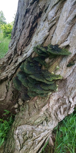 Rigidoporus populinus