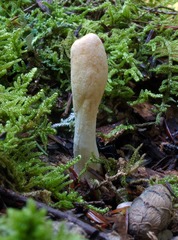 Trichoderma leucopus