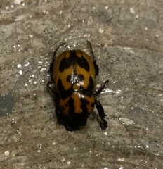 Cyclocephala mafaffa