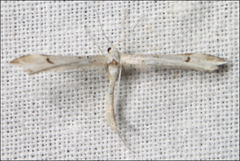 Stenoptilia phaeonephes