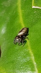Macaroeris nidicolens