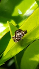 Macaroeris nidicolens