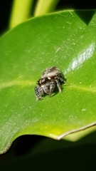 Macaroeris nidicolens