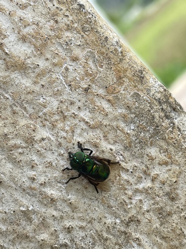 Green Jewel Fly