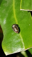 Macaroeris nidicolens