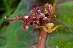 Misumenops