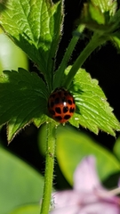 Harmonia axyridis