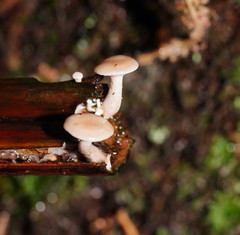 Singerocybe clitocyboides
