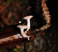 Singerocybe clitocyboides