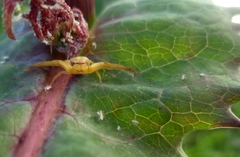 Misumenops
