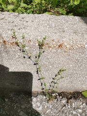 Arenaria leptoclados