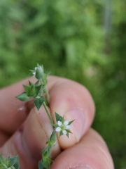 Arenaria leptoclados