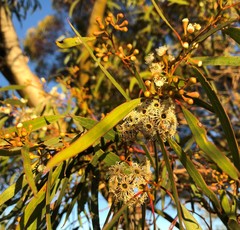 Eucalyptus gracilis