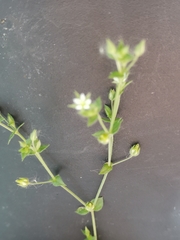 Arenaria leptoclados