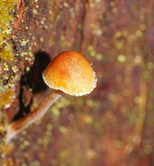 Gymnopilus eucalyptorum