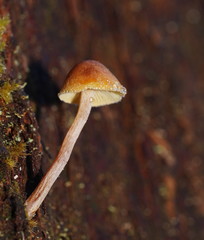 Gymnopilus eucalyptorum