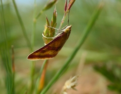 Pyrausta sanguinalis