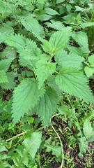 Urtica dioica