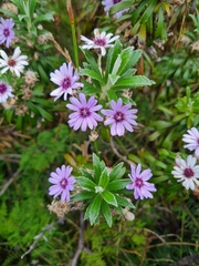 Macrolearia semidentata