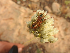 Stenopterus mauritanicus