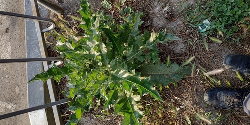 Image of Onopordum tauricum by (c) Yurii Basov, some rights reserved (CC BY)