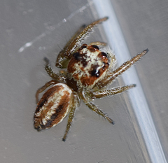 Opisthoncus abnormis