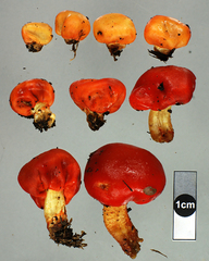 Leratiomyces erythrocephalus