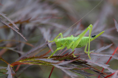 Tettigonia orientalis
