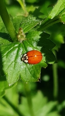 Harmonia axyridis