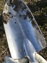 Praticolella berlandieriana
