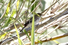 Acrocephalus scirpaceus scirpaceus