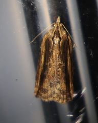 Cryptoptila immersana