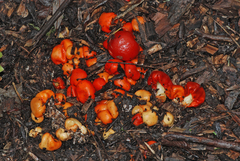 Leratiomyces erythrocephalus