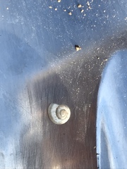 Praticolella berlandieriana