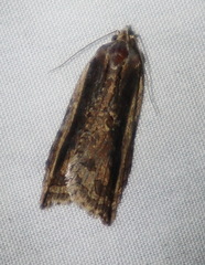 Cryptoptila immersana