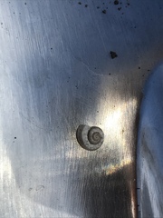 Praticolella berlandieriana