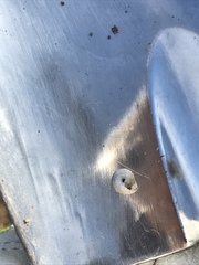 Praticolella berlandieriana